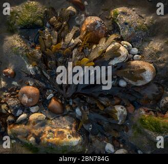 Algen (Chondus crispus) bei Ebbe am Worthing Beach, West Sussex, Großbritannien Stockfoto