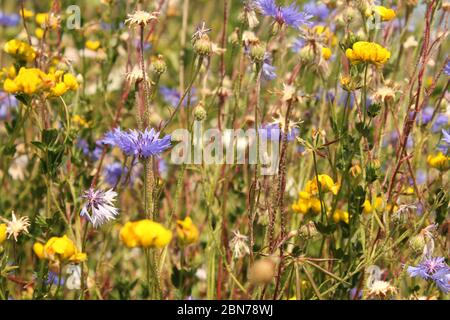 Eine Gruppe wunderschöner gelb-blau-weißer Wildblumen auf dem Land an einem Feldrand auf dem Land im Frühling in Nahaufnahme Stockfoto