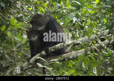 Weiblicher Sykes-Affe (Cercopithecus albogularis), auch bekannt als der Weißkehlaffen oder Samangoaffe, in einem Baum. Dieser Affe lebt in Truppen, d Stockfoto