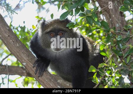 Sykes' Affe (Cercopithecus albogularis), auch bekannt als der Weißkehlaffen oder Samangoaffe, in einem Baum. Dieser Affe lebt in Truppen, Deferrin Stockfoto