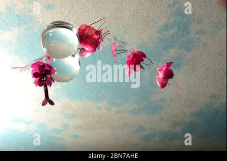 Rosa, trockene Blumen und Glaskugel bilden einen Rahmen in der linken oberen Ecke des horizontalen Fotos. Kopieren Sie den Bereich im rechten und unteren Teil des Bildes. Reflexion Stockfoto