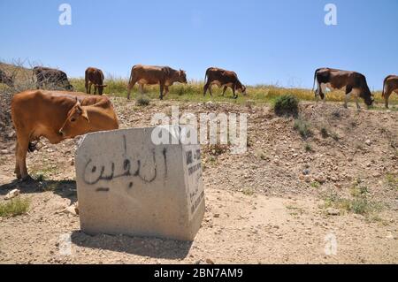 Frei grasenden Rinder weiden ein Feld nach der Ernte. Fotografiert in der Wüste Nördlicher Negev, Israel Stockfoto