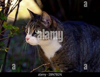 Ein Alarmausdruck einer tabby Hauskatze Stockfoto