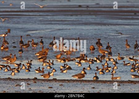 ROTFUSSGÄNSE (Anser brachyrhynchus) schwärmen bei Sonnenuntergang in Schottland, Großbritannien, in der Nähe ihres Hauptdachs. Stockfoto