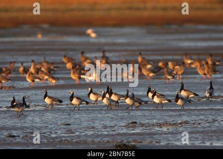 BARNACLE GÄNSE (Branta leucopsis) an einer Brühe mit rosa-füßigen Gänsen (Anser brachyrhynchus), Schottland, Großbritannien. Stockfoto