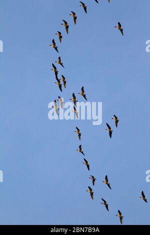 ROTFUSSGÄNSE (Anser brachyrhynchus) fliegen über die Heilige Insel Lindisfarne, Northumberland, Großbritannien. Stockfoto