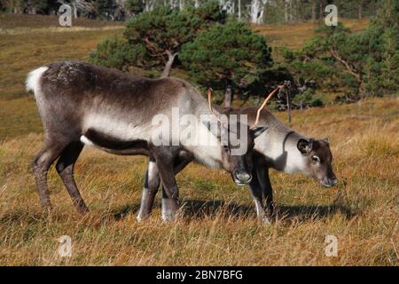 RENTIER, Schottland. Stockfoto