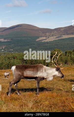 RENTIER, Schottland. Stockfoto