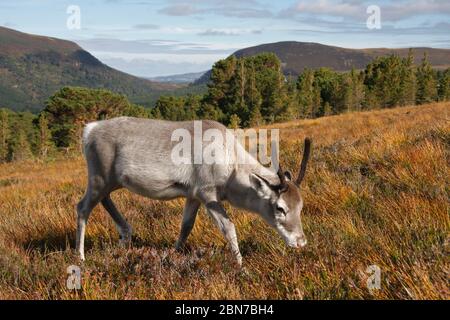 RENTIER (Rangifer tarandus) vier Monate altes weibliches Kalb, das auf Heidekraut füttert, Schottland, Großbritannien. Stockfoto