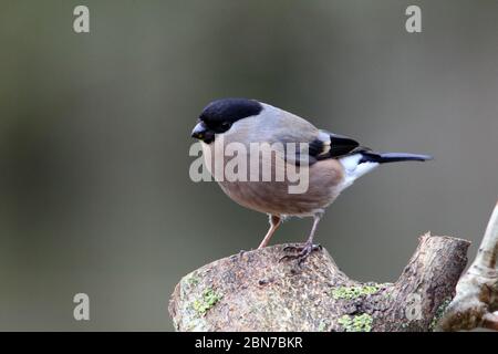 Eurasischer Hengstfink (Pyrrhula pyrrhula) auf einem Baumstumpf. Stockfoto