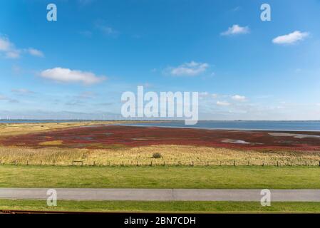 Landschaft des Beltringharder Koog bei Lüttmoorsiel, Reussenkoege, Schleswig-Holstein, Deutschland, Europa Stockfoto