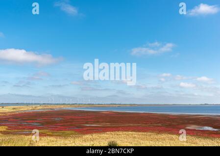 Landschaft des Beltringharder Koog bei Lüttmoorsiel, Reussenkoege, Schleswig-Holstein, Deutschland, Europa Stockfoto