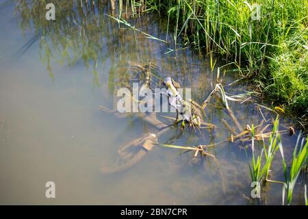 Ein ausrangierten Kinderfahrrad im Wasser, Umweltverschmutzung. Verlassene Fahrrad in schlammigem Wasser. Stockfoto