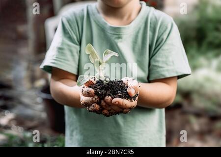 Junge Pflanze sprießt in den Händen des kleinen Jungen. Konzept der Landwirtschaft und des Umweltschutzes. Stockfoto