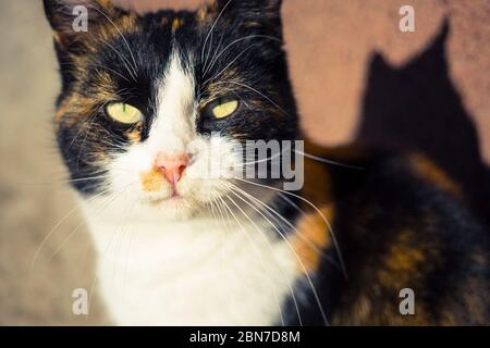 Dreifarbige Katze Gesicht Nahaufnahme in sonnigen draußen. Nahaufnahme des Tierporträts Stockfoto