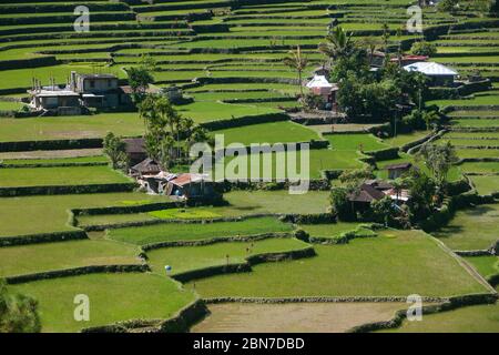 Bauernhöfe in der Banaue Reis Terrasse auf Hungduan Reis Terrassen - ifugao Stockfoto