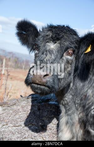 Seltene Rasse Rinder - Whitbarrow Scar, Cumbria Stockfoto