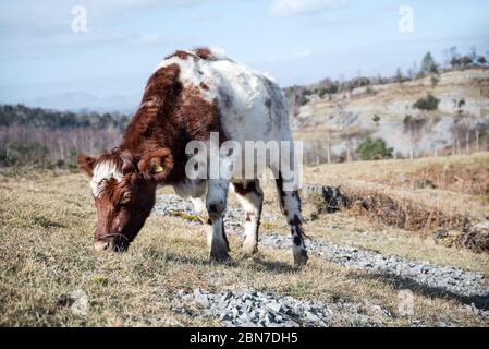 Seltene Rasse Rinder - Whitbarrow Scar, Cumbria Stockfoto