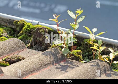 Pflanzen wachsen im Schmutz von verstopften Tropfschiene Stockfoto