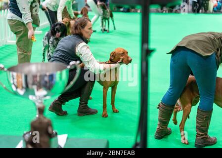 Hunde während der fahrt 2020 Stockfoto