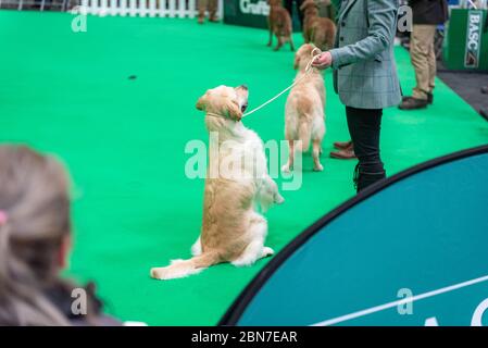 Hunde während der fahrt 2020 Stockfoto