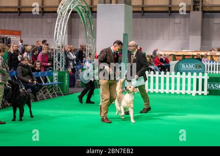 Hunde während der fahrt 2020 Stockfoto