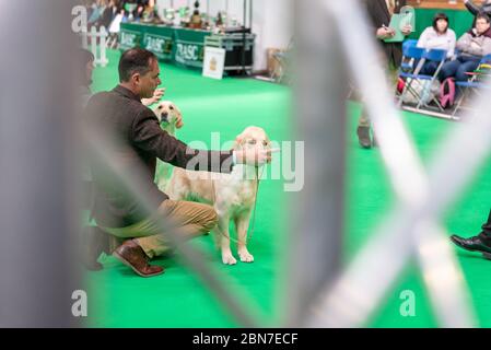 Hunde während der fahrt 2020 Stockfoto