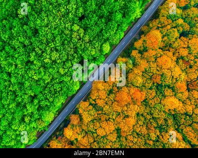 Luftaufnahme des dichten Waldes mit Straße Spalten es in zwei Jahreszeiten. Herbst und Sommer Kontrast Stockfoto