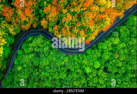 Luftaufnahme des dichten Waldes mit Straße Spalten es in zwei Jahreszeiten. Collage zwischen Herbst und Sommer Stockfoto