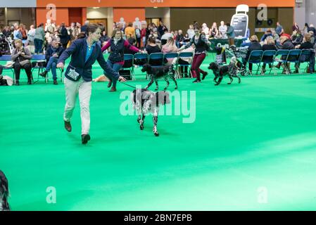 Hunde während der fahrt 2020 Stockfoto