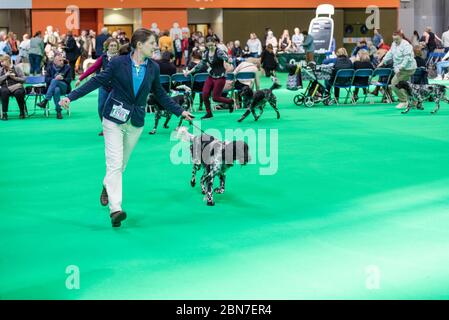 Hunde während der fahrt 2020 Stockfoto