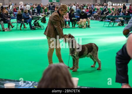 Hunde während der fahrt 2020 Stockfoto