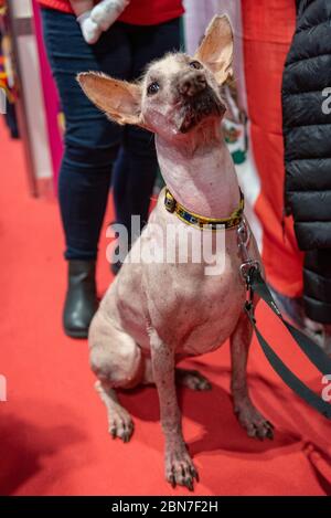 Haarloser Hund auf crufts Stockfoto