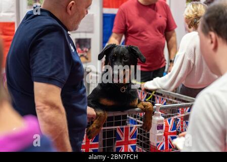 Gun Dog Day bei Crufts vom NEC Birmingham Stockfoto