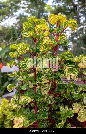 Iresine herbstii Arten von blühenden Pflanze in der Familie Amaranth, Amaranthaceae, auch bekannt als Hühnermais, in einem Garten, Areal, Rio de Jan angebaut Stockfoto