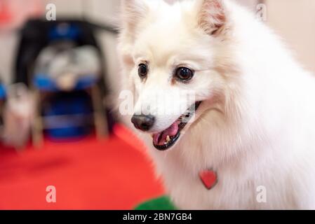 Japanische Spitz Hunde auf Crufts 2020 Stockfoto