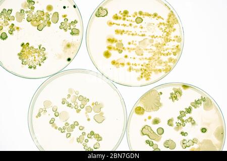 Mischung aus Bakterienkolonien und Pilzen in verschiedenen Petrischalen Stockfoto