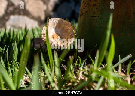 Kleine Pilze wachsen im Gras unter einer Bank, Areal, Rio de Janeiro, Brasilien Stockfoto