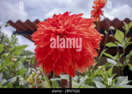 Große rote Blume namens Dahlia, der botanischen Gattung der Asteraceae Familie, im Garten, Areal, Rio de Janeiro, Brasilien Stockfoto