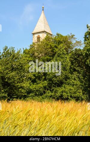 Reife Ohren / Stacheletts im Gerstenfeld (Hordeum vulgare) im Sommer. Südtiroler Dorf Favogna di sotto, Trentino-Südtirol, Provinz Bozen, Italien Stockfoto