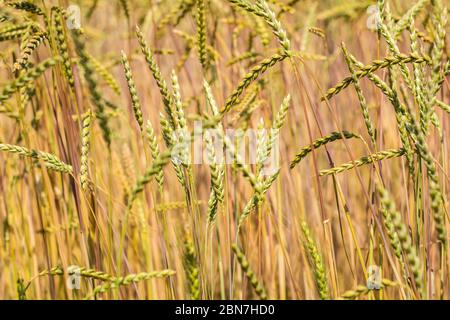 Reife Ohren / Stacheletts im Gerstenfeld (Hordeum vulgare) im Sommer. Südtiroler Dorf Favogna di sotto, Trentino-Südtirol, Provinz Bozen, Italien Stockfoto