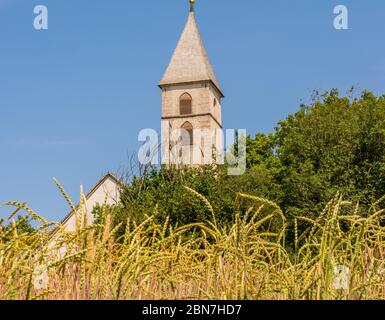 Reife Ohren / Stacheletts im Gerstenfeld (Hordeum vulgare) im Sommer. Südtiroler Dorf Favogna di sotto, Trentino-Südtirol, Provinz Bozen, Italien Stockfoto