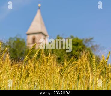 Reife Ohren / Stacheletts im Gerstenfeld (Hordeum vulgare) im Sommer. Südtiroler Dorf Favogna di sotto, Trentino-Südtirol, Provinz Bozen, Italien Stockfoto