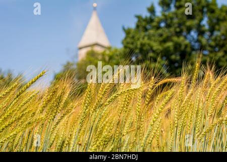 Reife Ohren / Stacheletts im Gerstenfeld (Hordeum vulgare) im Sommer. Südtiroler Dorf Favogna di sotto, Trentino-Südtirol, Provinz Bozen, Italien Stockfoto