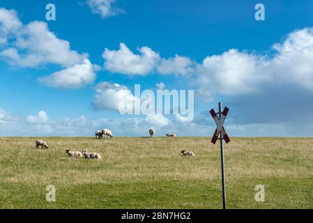 Schafe auf dem Deich von Luettmoorsiel, Reussenkoege, Schleswig-Holstein, Deutschland, Europa Stockfoto