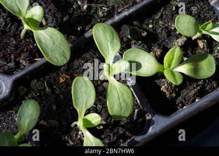 Junge Zinnia Pflanzen wachsen in Saatschale Stockfoto