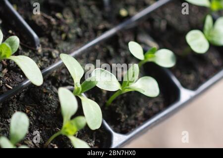 Junge Zinnia Pflanzen wachsen in Saatschale Stockfoto