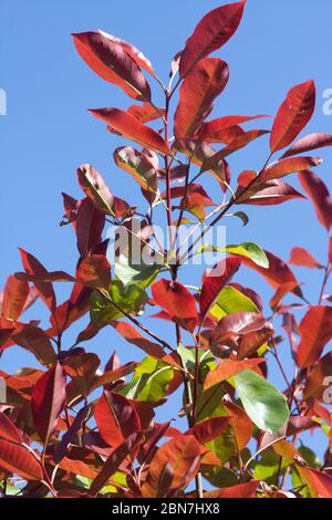 Photinia 'Red Robin' mit jungen roten Blättern im Frühling Stockfoto