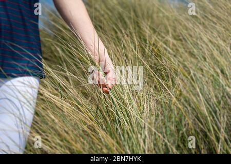 Hand hält Gras beim Gehen durch ein Feld, Natur Konzept. Stockfoto