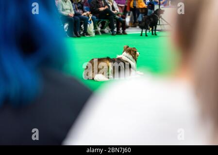 Gun Dog Day bei Crufts vom NEC Birmingham Stockfoto